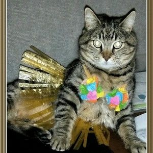 Meet your Posher, Gail